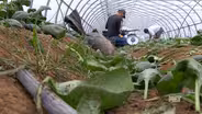 Fresh Produce During the Off-Season