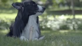 Video thumbnail: WTTW Promos and Previews Chewed Up | Commercials of the Year 2018