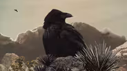 The Tortoise, the Raven, and Us (Preview)