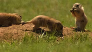 Trail Taming Troubadour, Prairie Dogs, Skimmer Savers