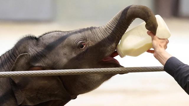 Baby elephant at National Zoo helps lead fight against EEHV