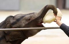 Baby elephant at National Zoo helps lead fight against EEHV: asset-mezzanine-16x9