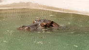 Hippo Mahali hasn't flown the mud pit yet