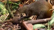 Rewilding Rio | WILD HOPE