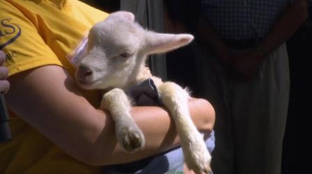 Video thumbnail: Almanac A Visit By a State Fair Mystery Animal