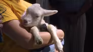 A Visit By a State Fair Mystery Animal
