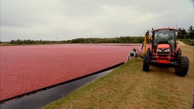 Massachusetts Cranberry Harvest