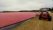 Massachusetts Cranberry Harvest