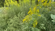 What’s the Difference Between Ragweed and Goldenrod?
