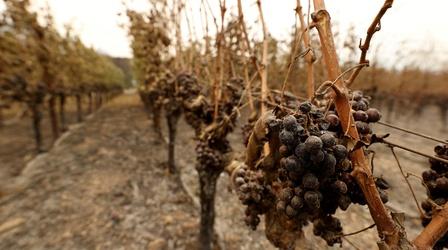 Video thumbnail: PBS NewsHour How climate change is impacting wine and spirit production