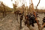 How climate change is impacting wine and spirit production