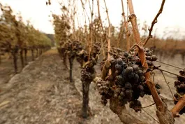 How climate change is impacting wine and spirit production
