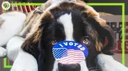 Should we make voting mandatory?
