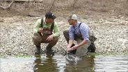 Rabbit Dogs; Trappers Help Western Kentucky; Hatchery Creek