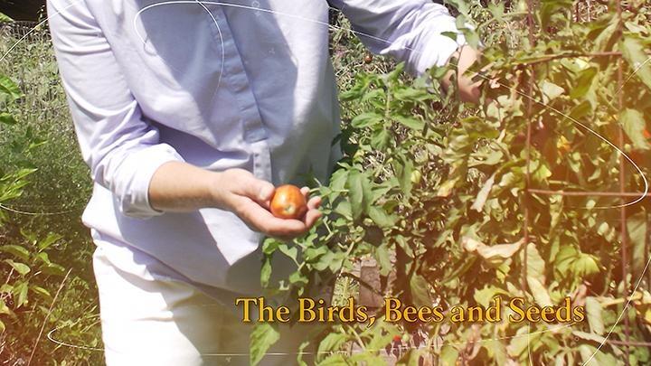 The Birds, Bees and Seeds