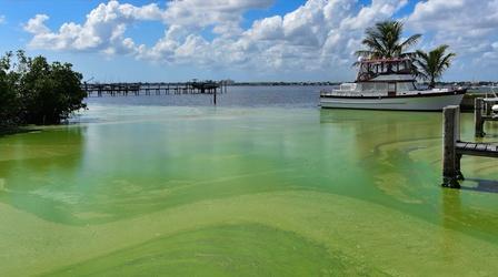 Video thumbnail: Changing Seas Toxic Algae: Complex Sources and Solutions