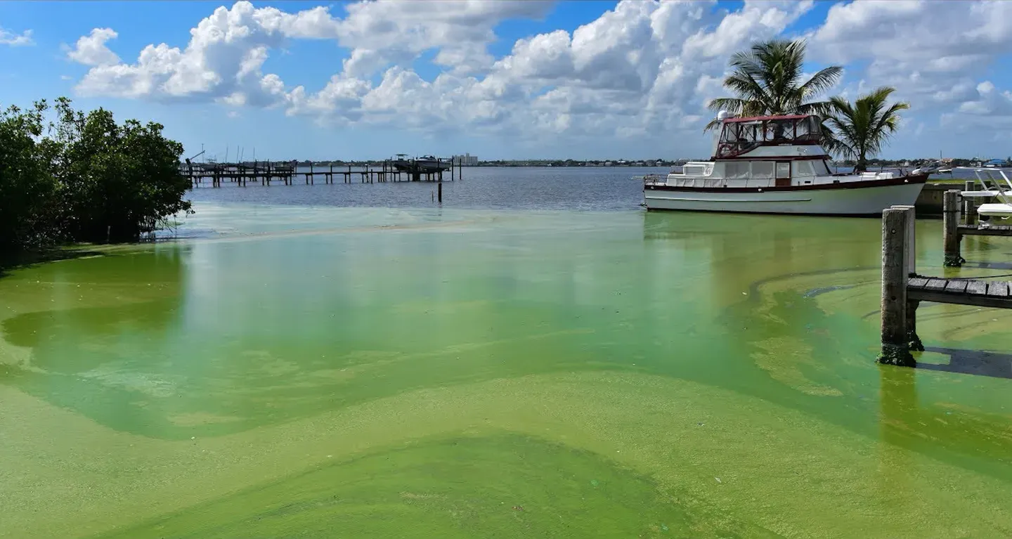 Toxic Algae: Complex Sources and Solutions