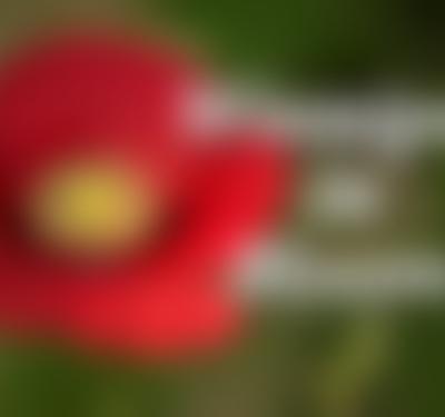 Winnipeg In Bloom