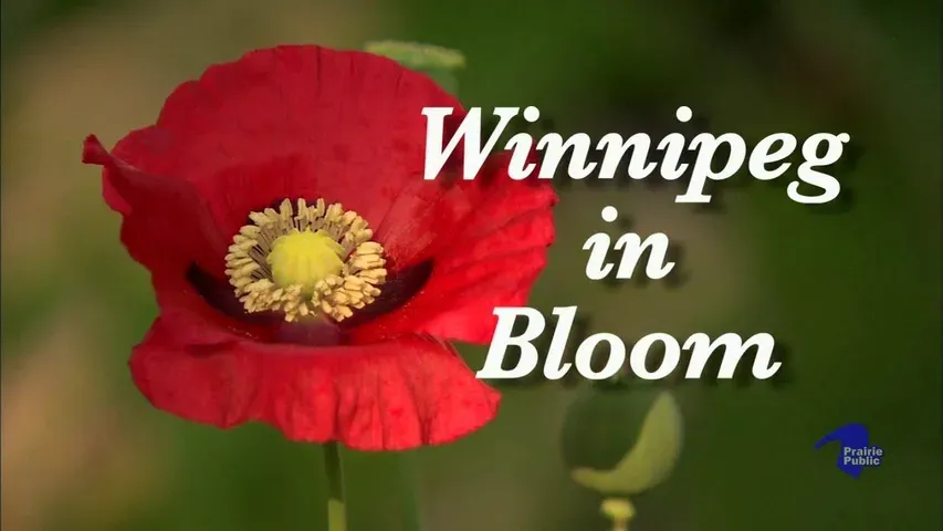 Winnipeg In Bloom