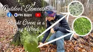 Greens in a Gray Woods