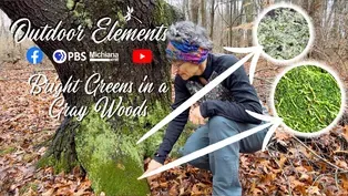 Greens in a Gray Woods