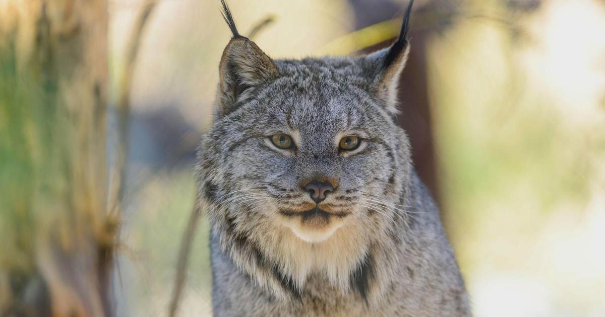 Science Trek | Idaho's Endangered Species | PBS