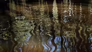 FIRST SIGNS OF SPRING AT CADDO LAKE