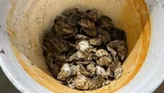 Harvesting legendary oysters