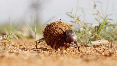 Tiny Dung Beetle Ping-Pongs Up Termite Mound