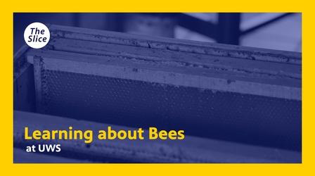 Video thumbnail: The Slice Bees at UWS!