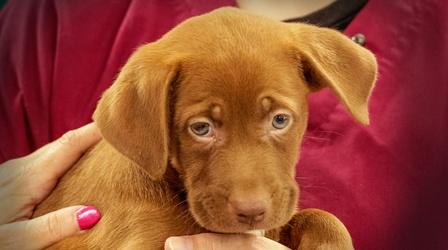Video thumbnail: Animal Talk Puppy Safety