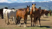 Wind River Wild Horse Sanctuary