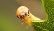 These Silk-Swinging Caterpillars Will Ruin Your Picnic