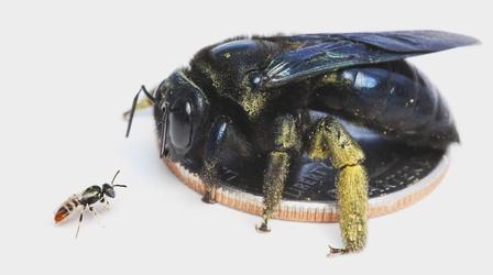 Video thumbnail: Colores Bees of New Mexico, Olivia Messinger Carril