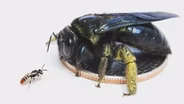 Bees of New Mexico, Olivia Messinger Carril