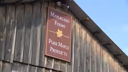 Maple | Maple Weekend