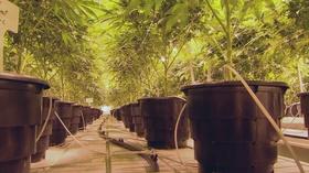 Video thumbnail: Chicago Tonight High Time or Half-Baked? Illinois Looks to Legalize Weed