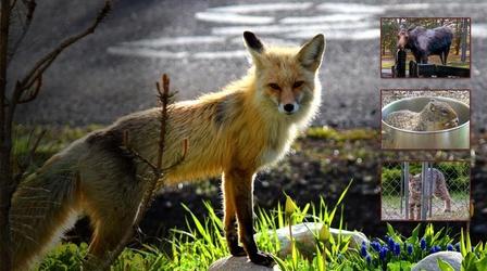 Video thumbnail: Outdoor Idaho Urban Wildlife