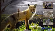 Urban Wildlife