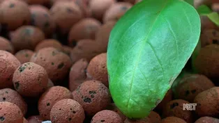 Students Working with NASA on Hydroponics