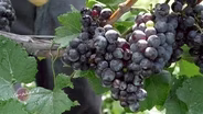 Ankida Ridge: Pinot Noir