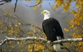 The bald eagle was never officially named the national bird