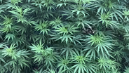 The Cannabis Project