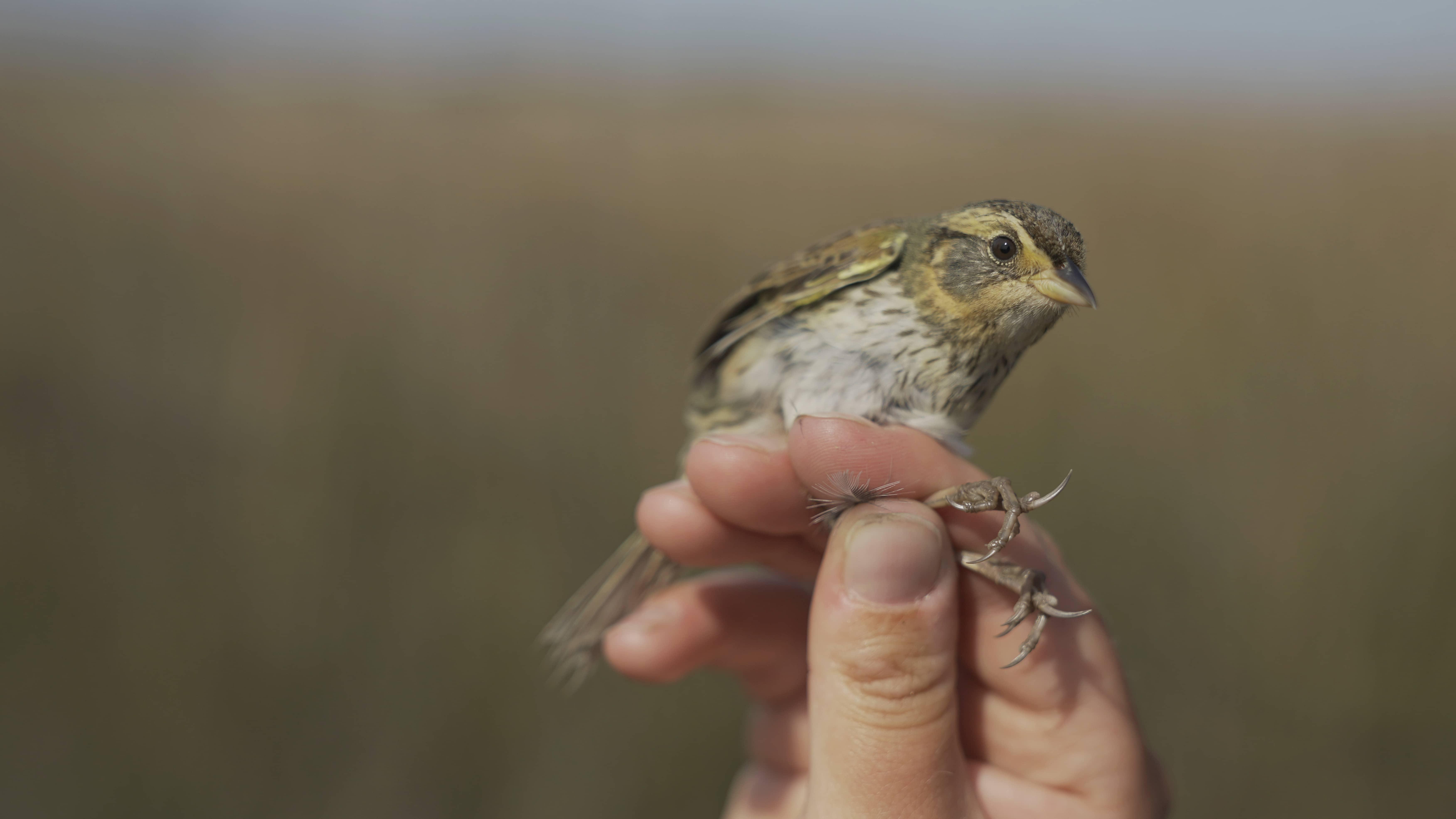 Squeezing the Marsh