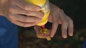 Video thumbnail: Chicago Tonight Deep Frydays: Potato Chip-Crusted Polish Sausage