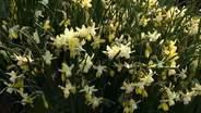 Volunteer Gardener 3314