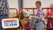 The Runaway Calf and a fairground adventure