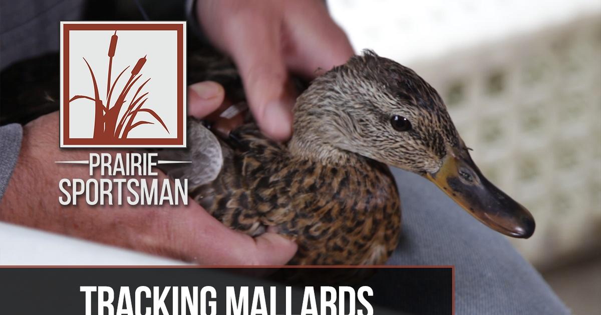 Prairie Sportsman | Tracking Mallards | Season 9 | Episode 4 | PBS