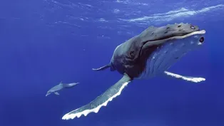 Preview of Spy in the Ocean: Deep Feelings