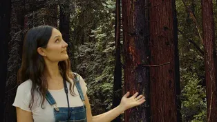 Why Are Redwoods Important?